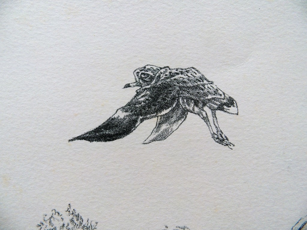 Peter Vos voor de luis kopen? Bied vanaf 65!