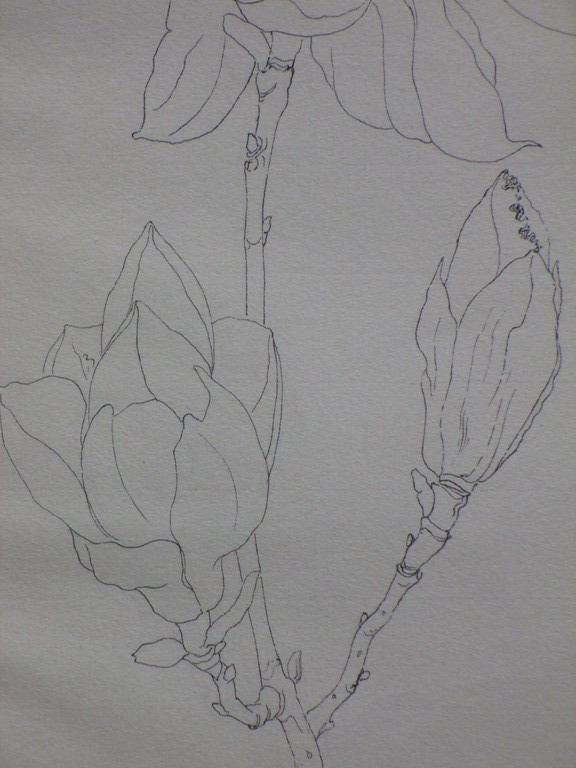 Hendrik Voskuijl, Bloeiende magnoliatak, Tekening kopen? Bied vanaf 20!