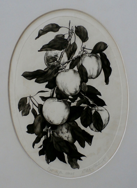 Dick Stolwijk - ets: Appels aan tak verkocht voor € 45!