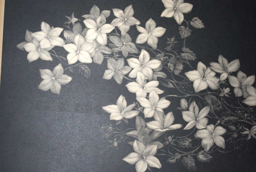 Litho bloemen - handgesigneerd kopen? Bied vanaf 35!