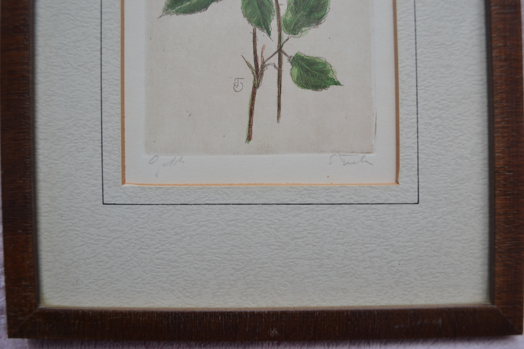 Ingekleurde ets van een roos, gesigneerd. kopen? Bied vanaf 1!