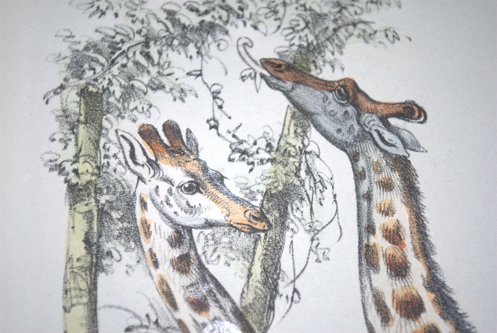 Giraffes - handgekleurde litho - rond 1865 - mooi ingelijst kopen? Bied vanaf 18!