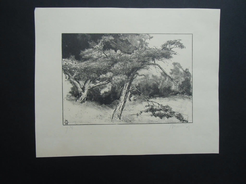 DENNEN   ///   LITHO VAN SIMON MOULIJN kopen? Bied vanaf 20!