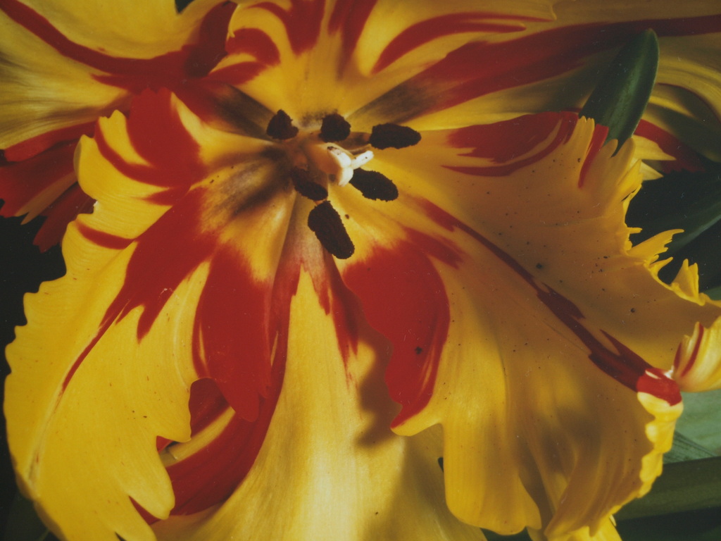 Paul Huf : Foto - Flowers - Tulp - Gesigneerd - Ingelijst - 1984  kopen? Bied vanaf 275!