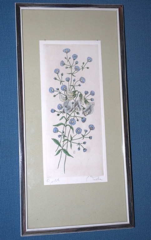 KORENBLOEMEN EN LATHYRUS | KLEURENETS kopen? Bied vanaf 15!