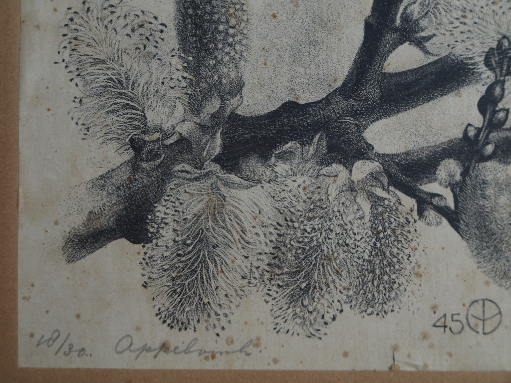 Aart van Dobbenburgh : Litho , Appelvink – Gesigneerd – 1945 – oplage 30 kopen? Bied vanaf 1!