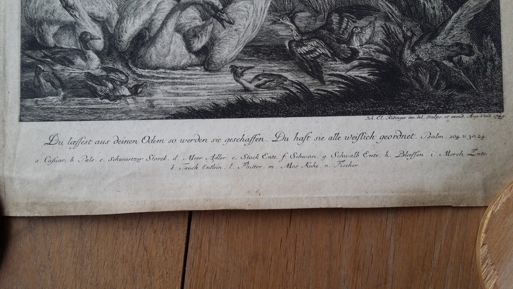 J.E. Ridinger, ets, vogels kopen? Bied vanaf 40!