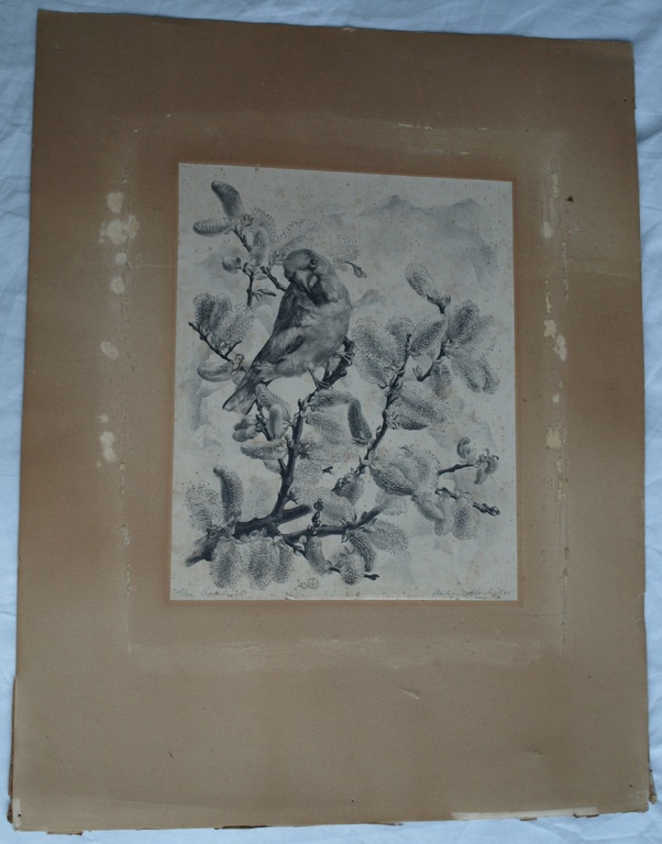 Aart van Dobbenburgh : Litho , Appelvink – Gesigneerd – 1945 – oplage 30 kopen? Bied vanaf 1!