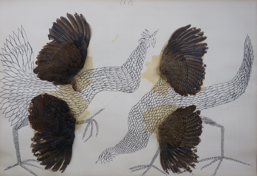 Carel Visser: Gemengde techniek op papier, Hanen - Ingelijst (Groot) kopen? Bied vanaf 500!