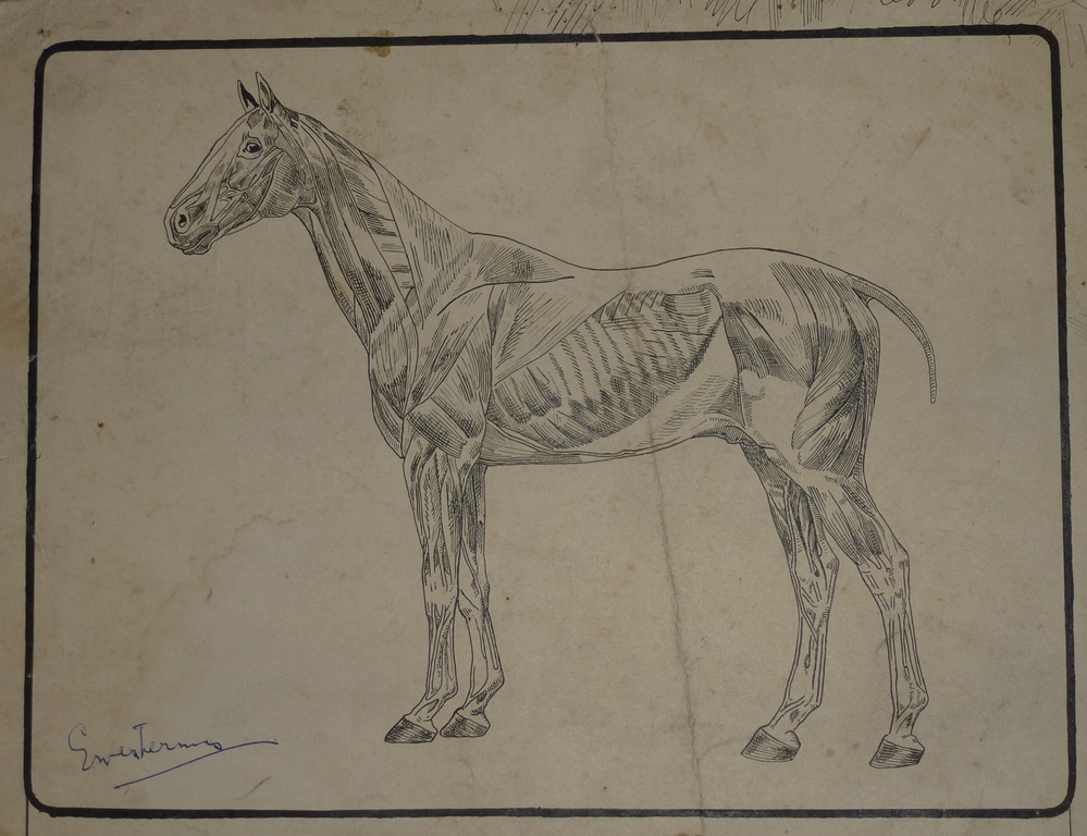 Gerard Westermann, tekening: paard , handgesigneerd kopen? Bied vanaf 1!
