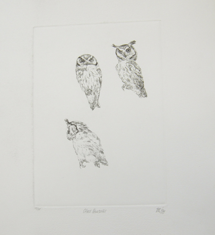 Peter Vos, droge naald: Otus Leucotis verkocht voor € 281!