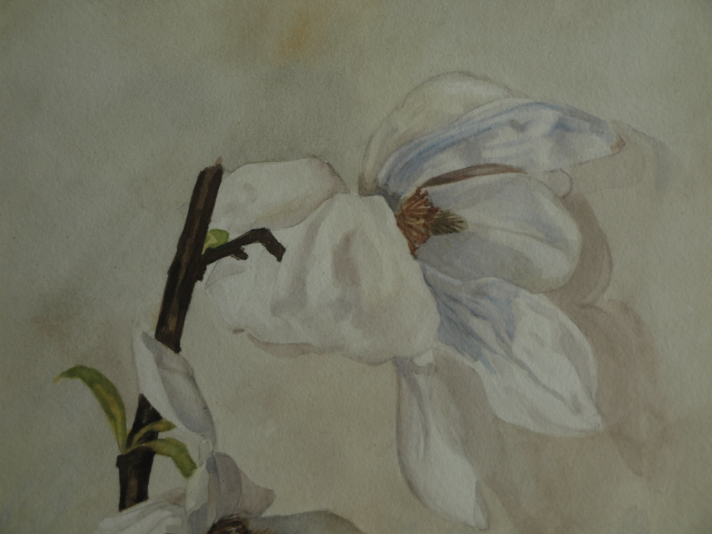 ThalÃ© Hulst: Aquarel â�� Magnolia, Tulpenboom - ingelijst - 1940  kopen? Bied vanaf 30!
