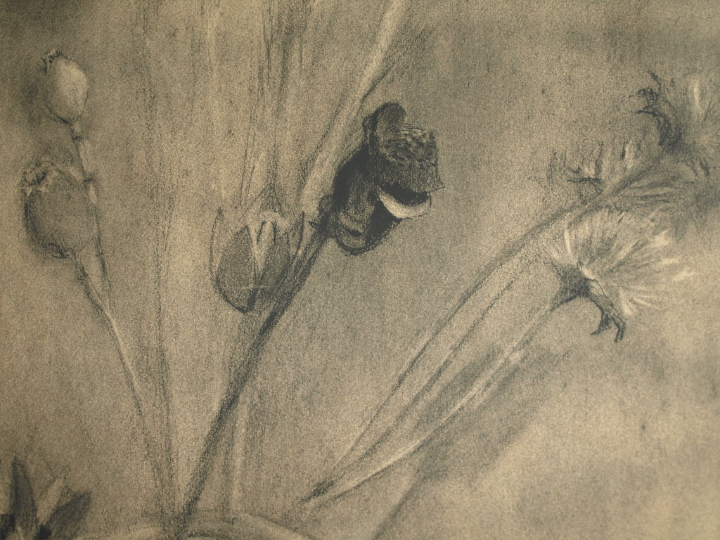 Onbekend : Tekening conté-potlood , Wilde bloemen – Gesigneerd & ingelijst  kopen? Bied vanaf 1!