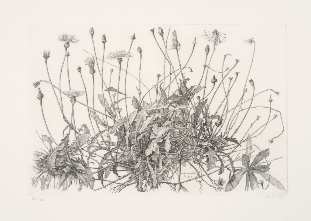Dirk van Gelder: Ets, Paardenbloem - Ingelijst kopen? Bied vanaf 100!