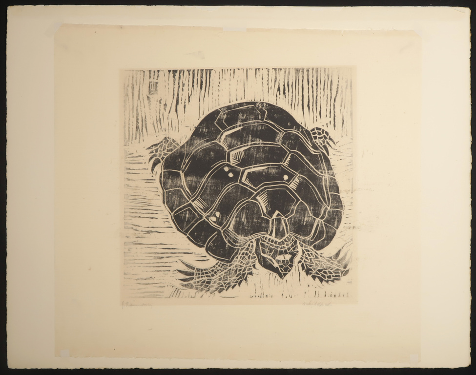 Jeanne Bieruma Oosting: Lino, Schildpad kopen? Bied vanaf 35!