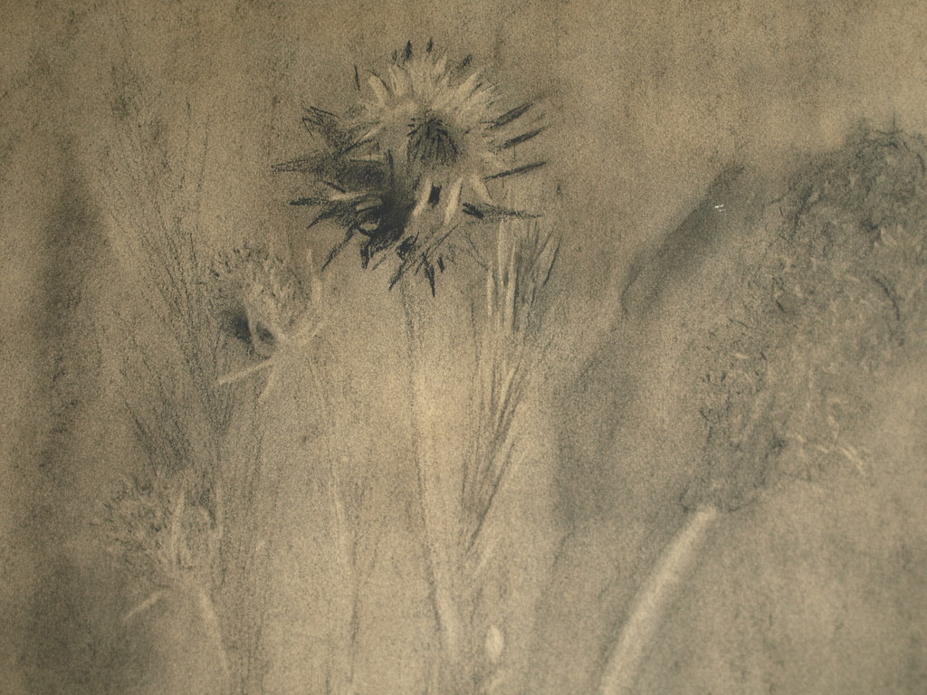 Onbekend : Tekening conté-potlood , Wilde bloemen – Gesigneerd & ingelijst  kopen? Bied vanaf 1!