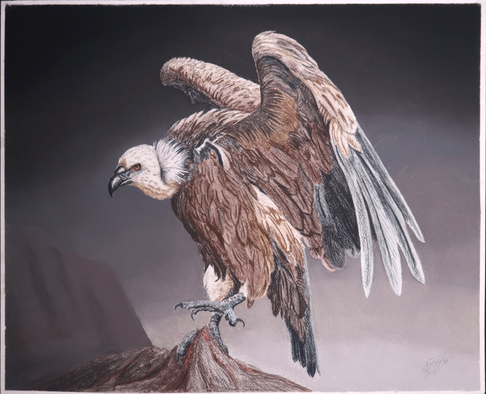 Onbekende kunstenaar: Acryl en krijt op papier, Aasgier kopen? Bied vanaf 1!