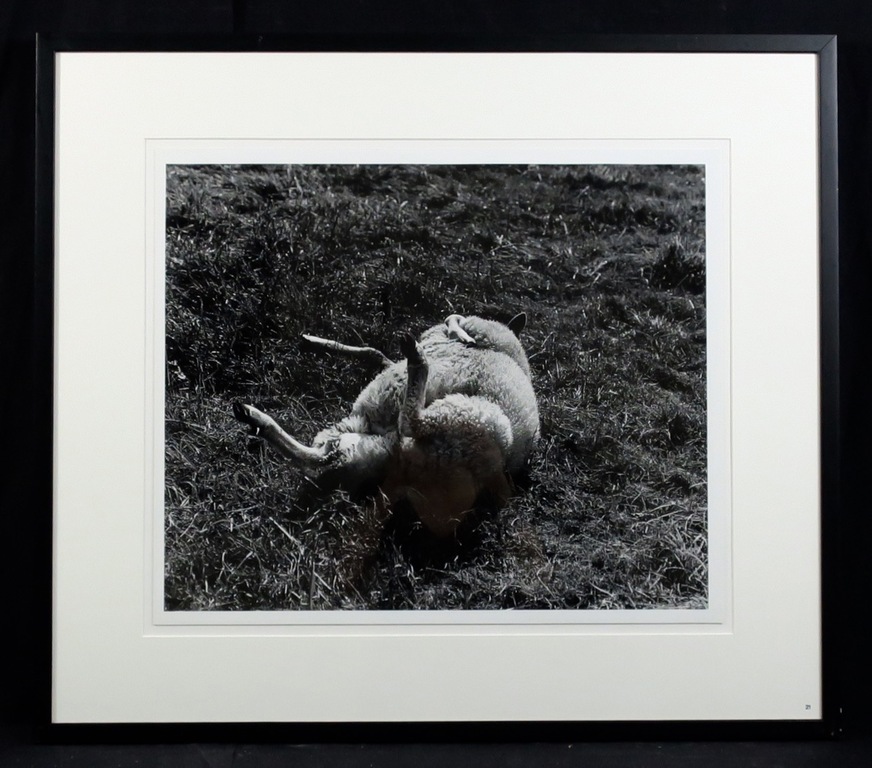 Freddy Rikken: Foto, Schaap - Ingelijst kopen? Bied vanaf 20!