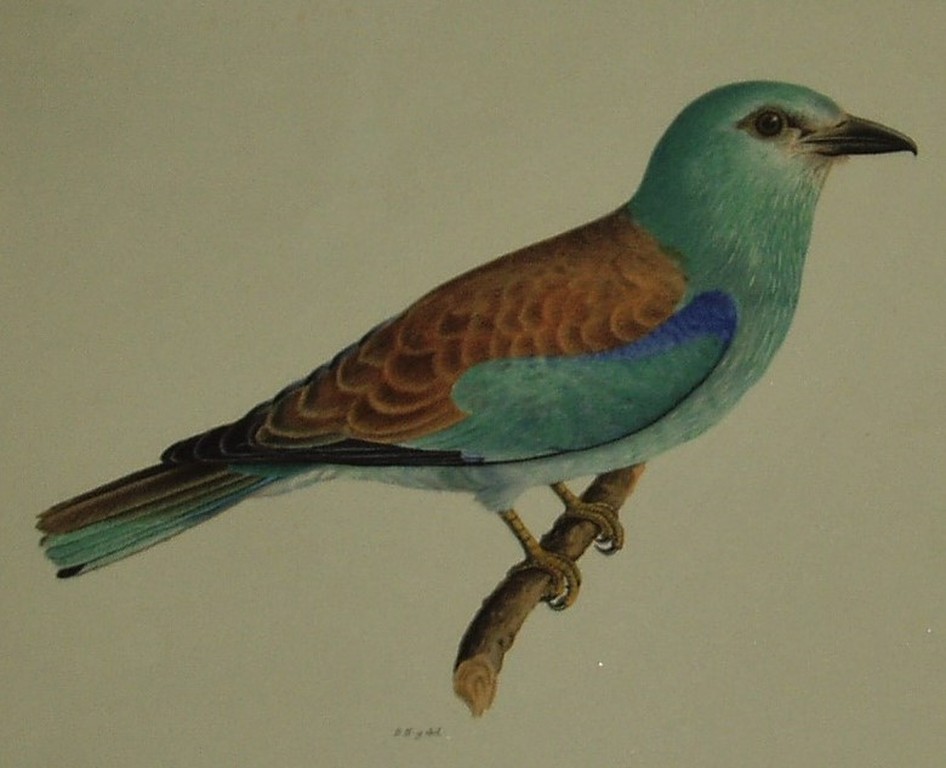 Litho -  'Coracias garrulus Lin.' (European Roller) - 1917 kopen? Bied vanaf 25!