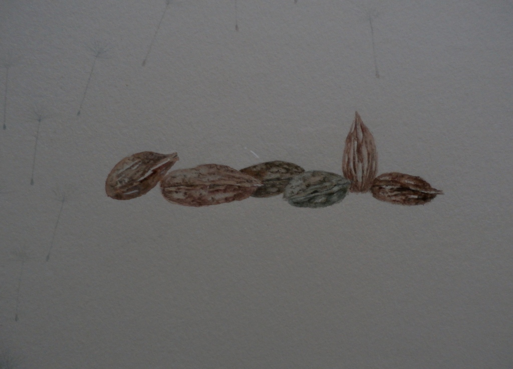 Melle oldeboerrigter ingelijste aquarel:compositie met schelp en pitten, handges kopen? Bied vanaf 150!