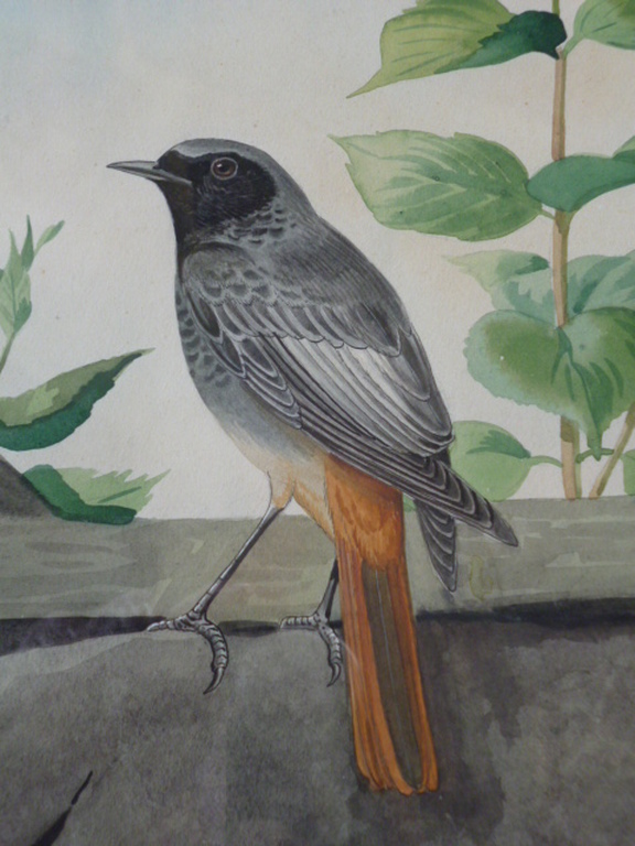 Friedrich Reimann - aquarel - Twee zwarte roodstaarten kopen? Bied vanaf 125!