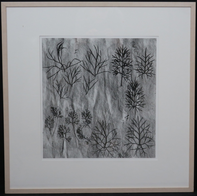 Paul den Hollander: Foto, Hortus Siccus III -Ingelijst verkocht voor € 135!