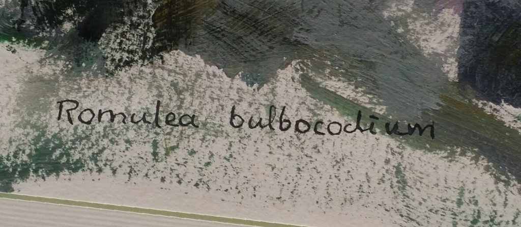 Maria Catharina Verloop. Olieverf op papier. Bloem. kopen? Bied vanaf 1!