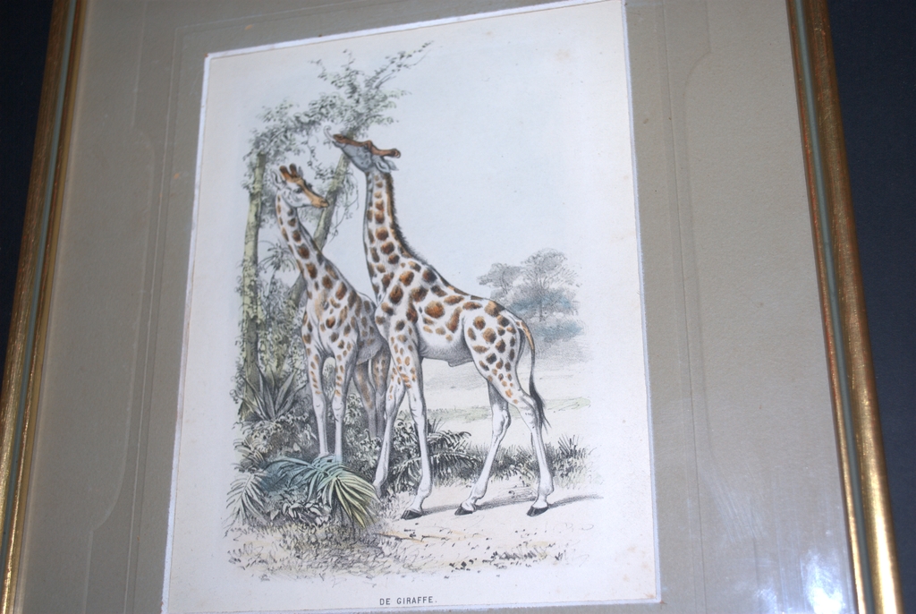 Giraffes - handgekleurde litho - rond 1865 - mooi ingelijst kopen? Bied vanaf 18!