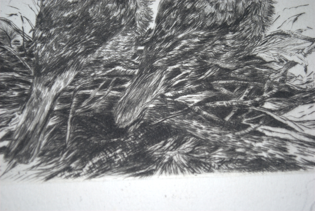 Jonge vogels op een nest - ets - oplage 35 kopen? Bied vanaf 20!