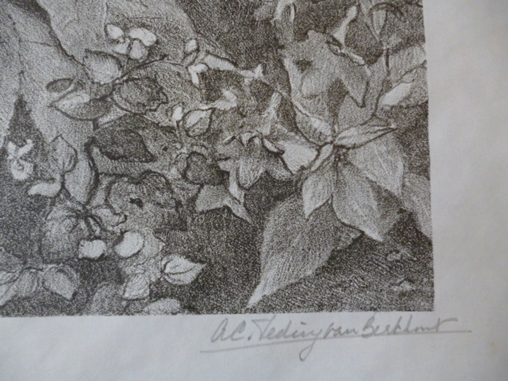 Anna Catharina Teding van Berkhout - litho - Ridderspoor kopen? Bied vanaf 40!