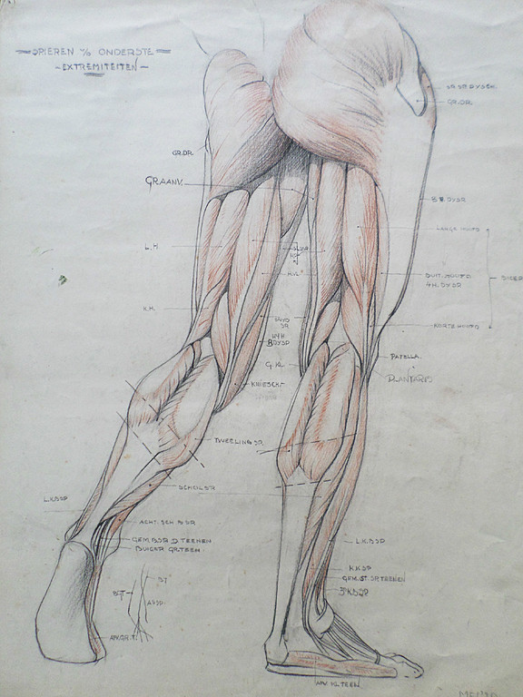 Hans van Dokkum - Anatomische studie v/d onderste extremiteiten, tekening kopen? Bied vanaf 1!
