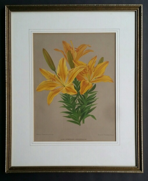 Arentina Arendsen, Kleurenlitho, Lelies / Lilium kopen? Bied vanaf 1!