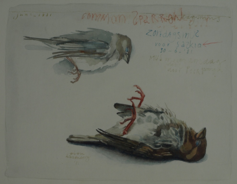 Pien Hazenberg (1942-) – Aquarel, Dooie mus / Sparrow - 1981 verkocht voor € 61!