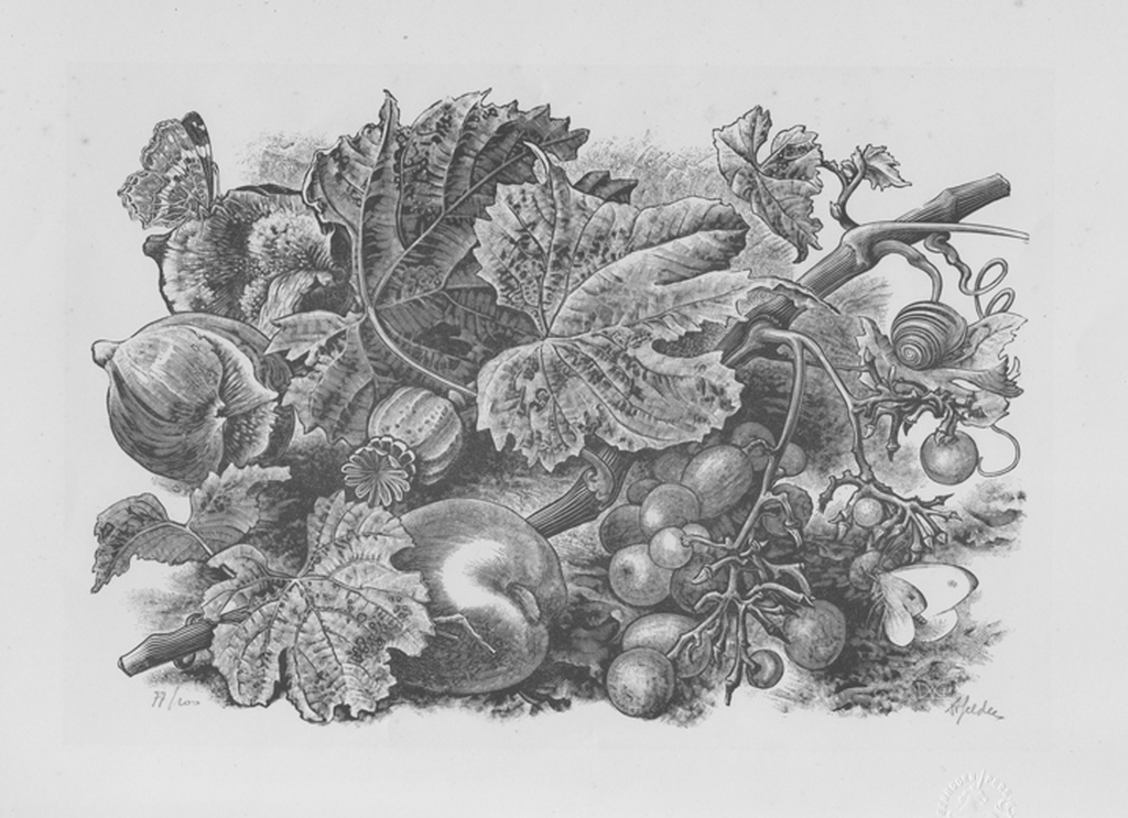 Dirk van Gelder: Wijnrank, houtgravure, 1951  verkocht voor € 40!