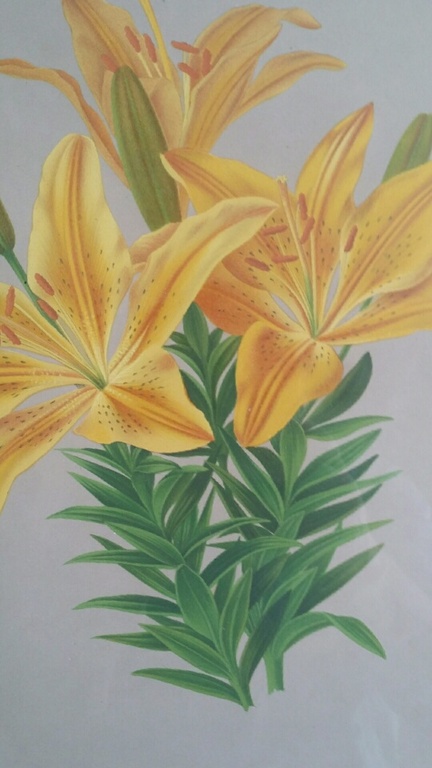 Arentina Arendsen, Kleurenlitho, Lelies / Lilium kopen? Bied vanaf 1!