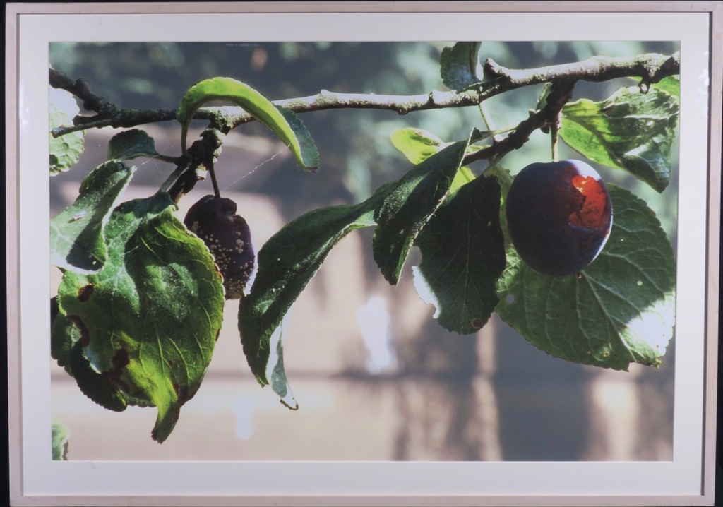 Robert Wevers: Giclee, Pruim - Ingelijst (Groot!) verkocht voor € 70!