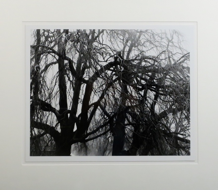 Freddy Rikken: Foto, Bomen - Ingelijst kopen? Bied vanaf 20!