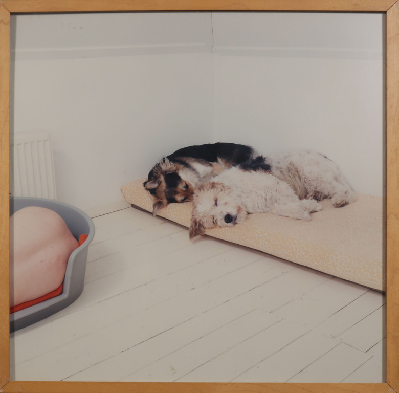 Maarten Wetsema: Foto, Zelfportret met honden - Ingelijst kopen? Bied vanaf 1!