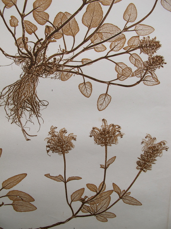 Naturselbstdruck uit 1886, Prunella vulgaris kopen? Bied vanaf 75!