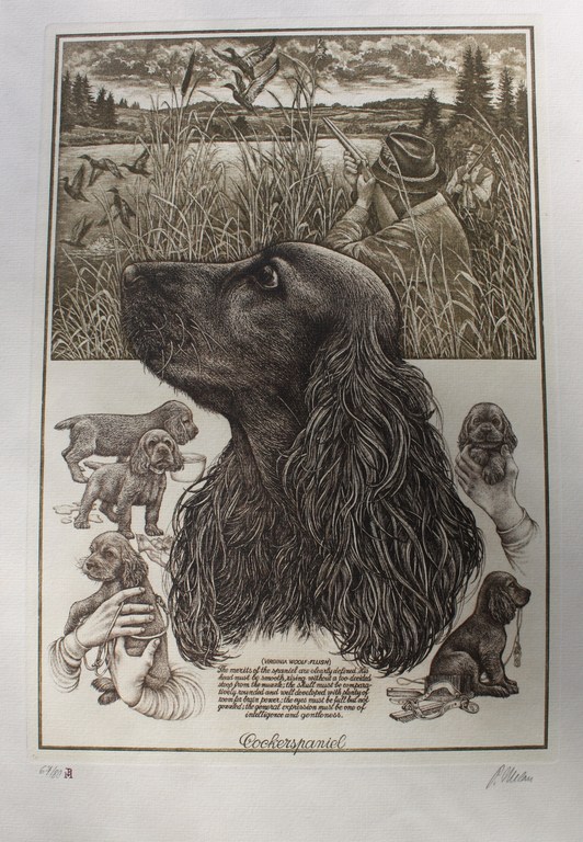 Cockerspaniel kopen? Bied vanaf 1!