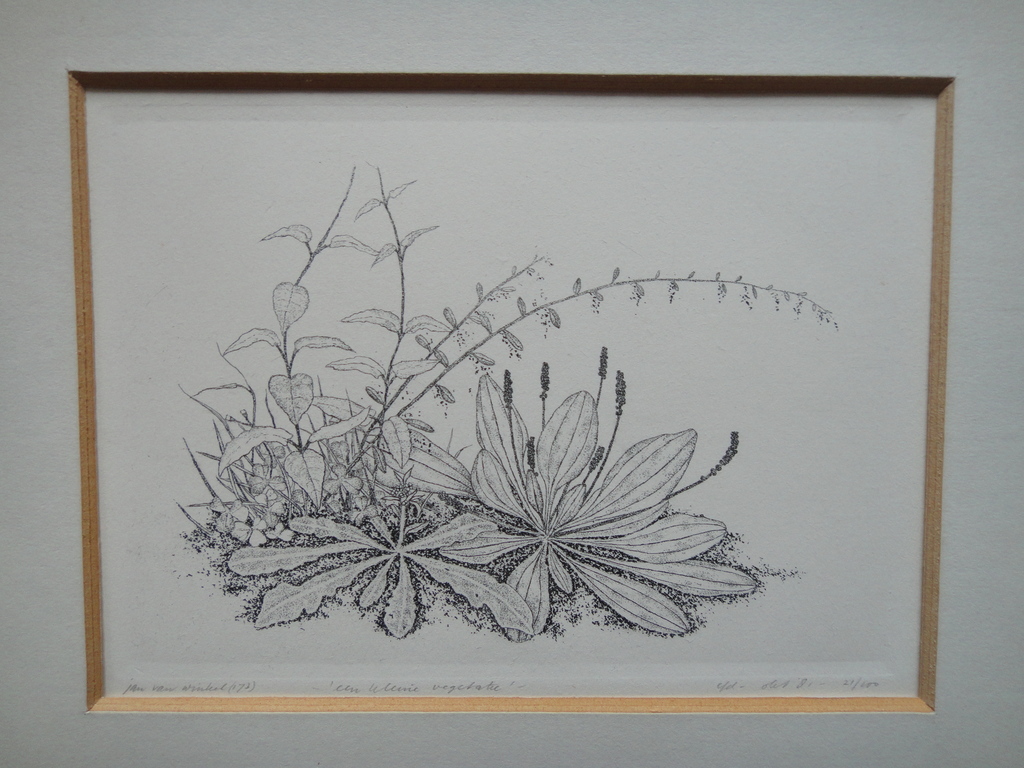 Jan van Winkel, ets, weegbree kopen? Bied vanaf 25!