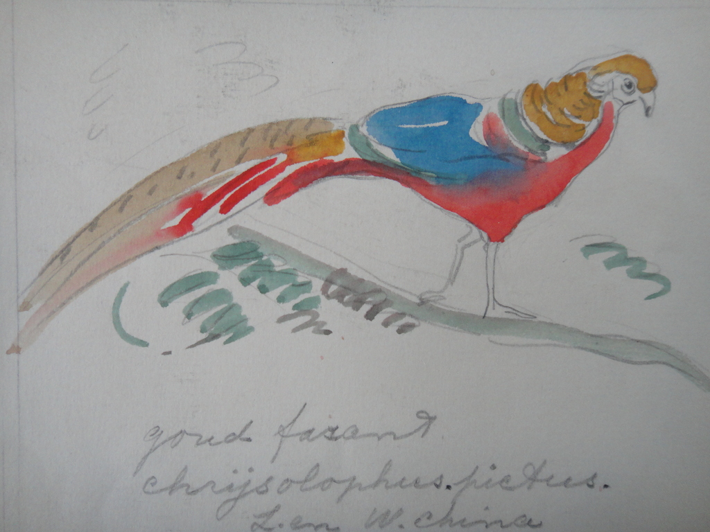 Tini van Doornik (1906-1980), aquarel, 6 schetsen van vogels kopen? Bied vanaf 1!