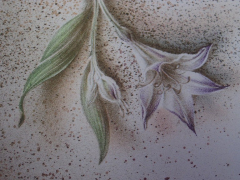 Zeldzaam mooi (kleine oplage !!) Poen de Wijs (1948-2014) Litho "de Lelie" kopen? Bied vanaf 1!