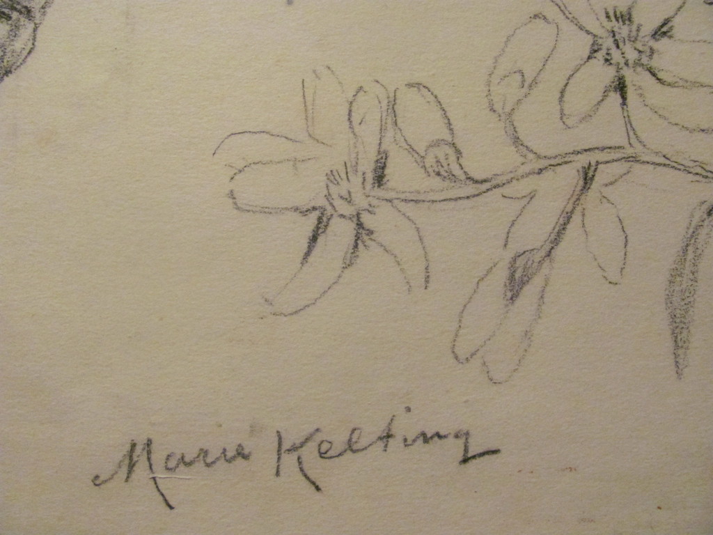 Marie Kelting (1886-1969) - gekleurde tekening van een valkparkiet kopen? Bied vanaf 10!