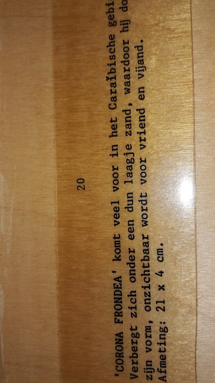 M Trompenaars.  Schelpenverzameling gesigneerd  kopen? Bied vanaf 1!
