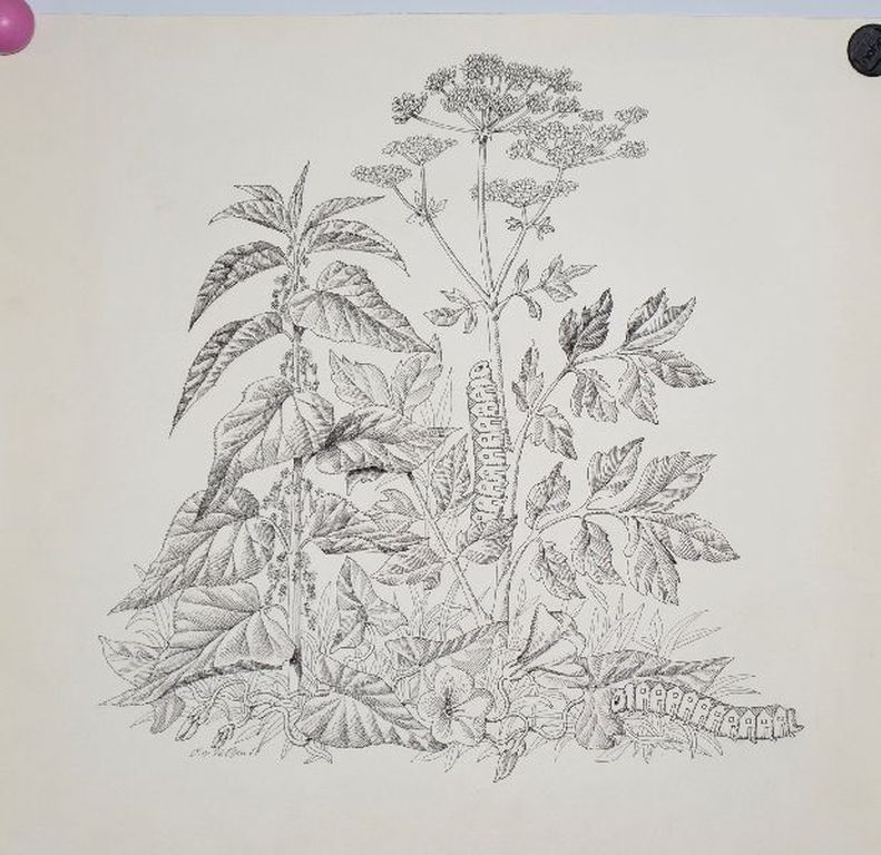 Cor van Velzen: Pentekening, Rupsen kopen? Bied vanaf 1!