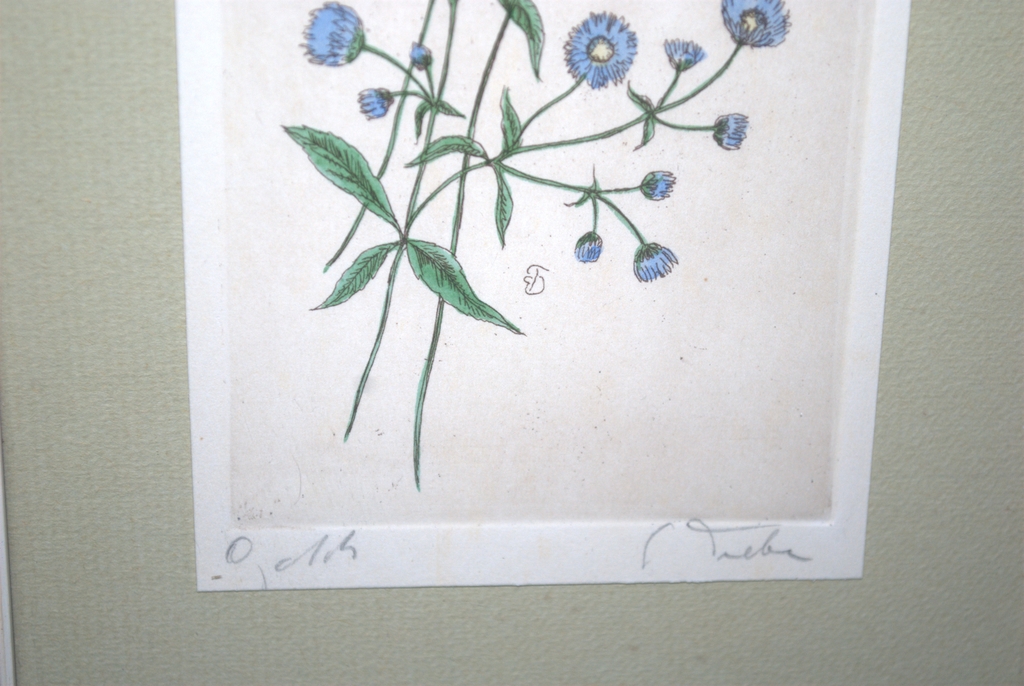 KORENBLOEMEN EN LATHYRUS | KLEURENETS kopen? Bied vanaf 15!