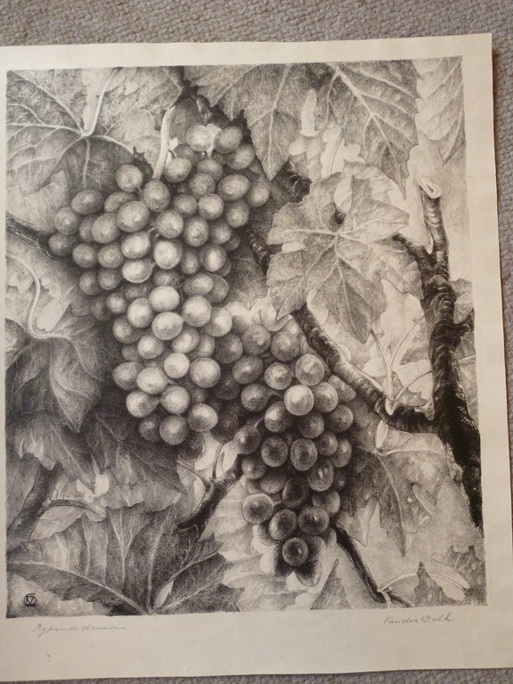 Rijpende druiven kopen? Bied vanaf 50!