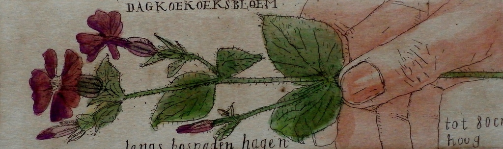 Arja van den Berg - ets: Dagkoekoeksbloem - 1981 verkocht voor € 45!