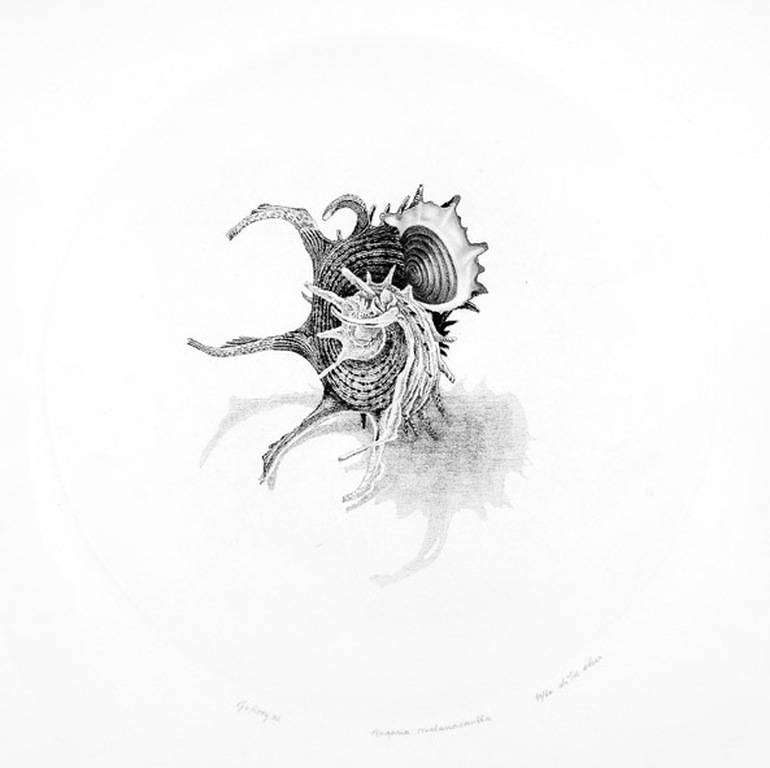 Gerard van Rooy - Gerard van Rooy, ets, 'Angaria Melanacantha' Verkocht ...